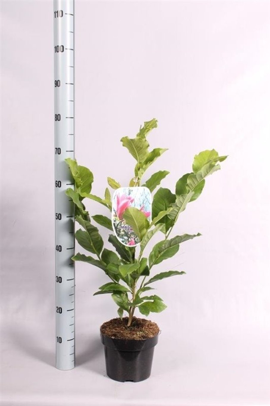 Magnolia 'Susan' - C3 50-60 CM