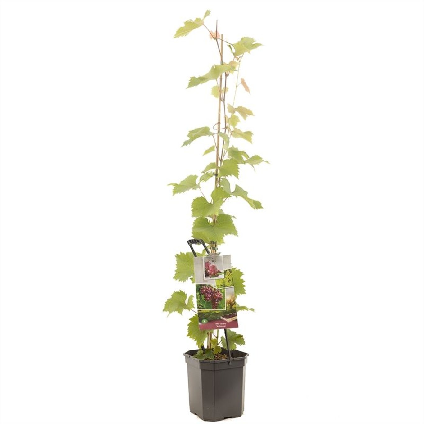 Vitis 'Katharina' - C7,5 125-150 CM