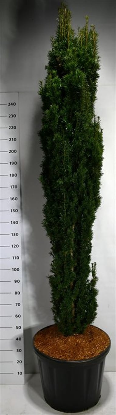 Taxus b. 'Fastigiata Robusta' - C110 180-200 CM