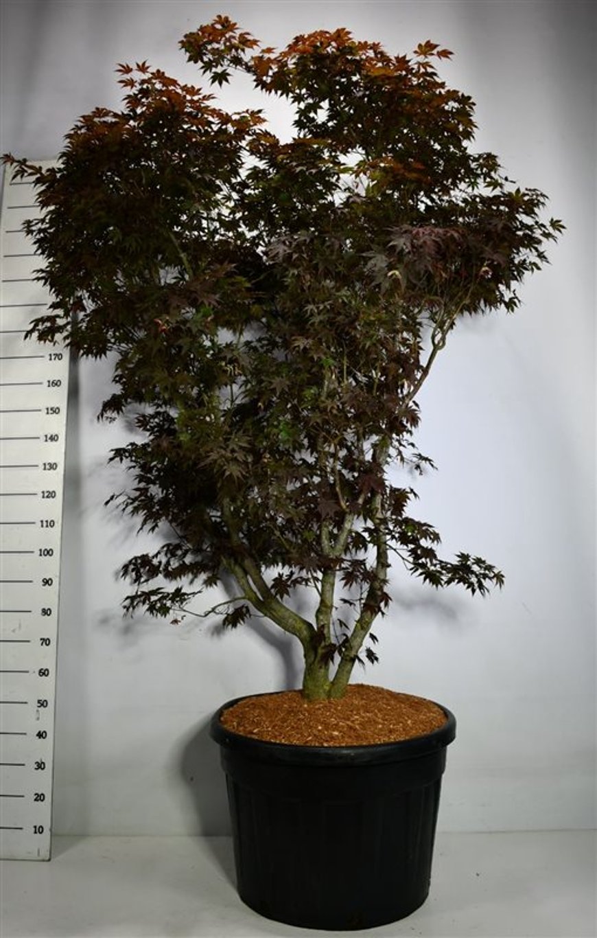 Acer pal. 'Fireglow' - C150 225-250 CM