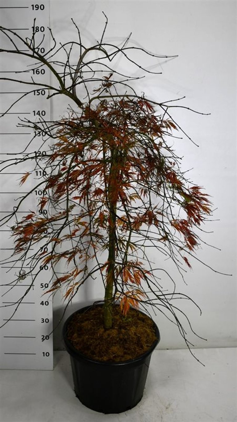 Acer pal. 'Tamukeyama' - 90 CM Stem C30