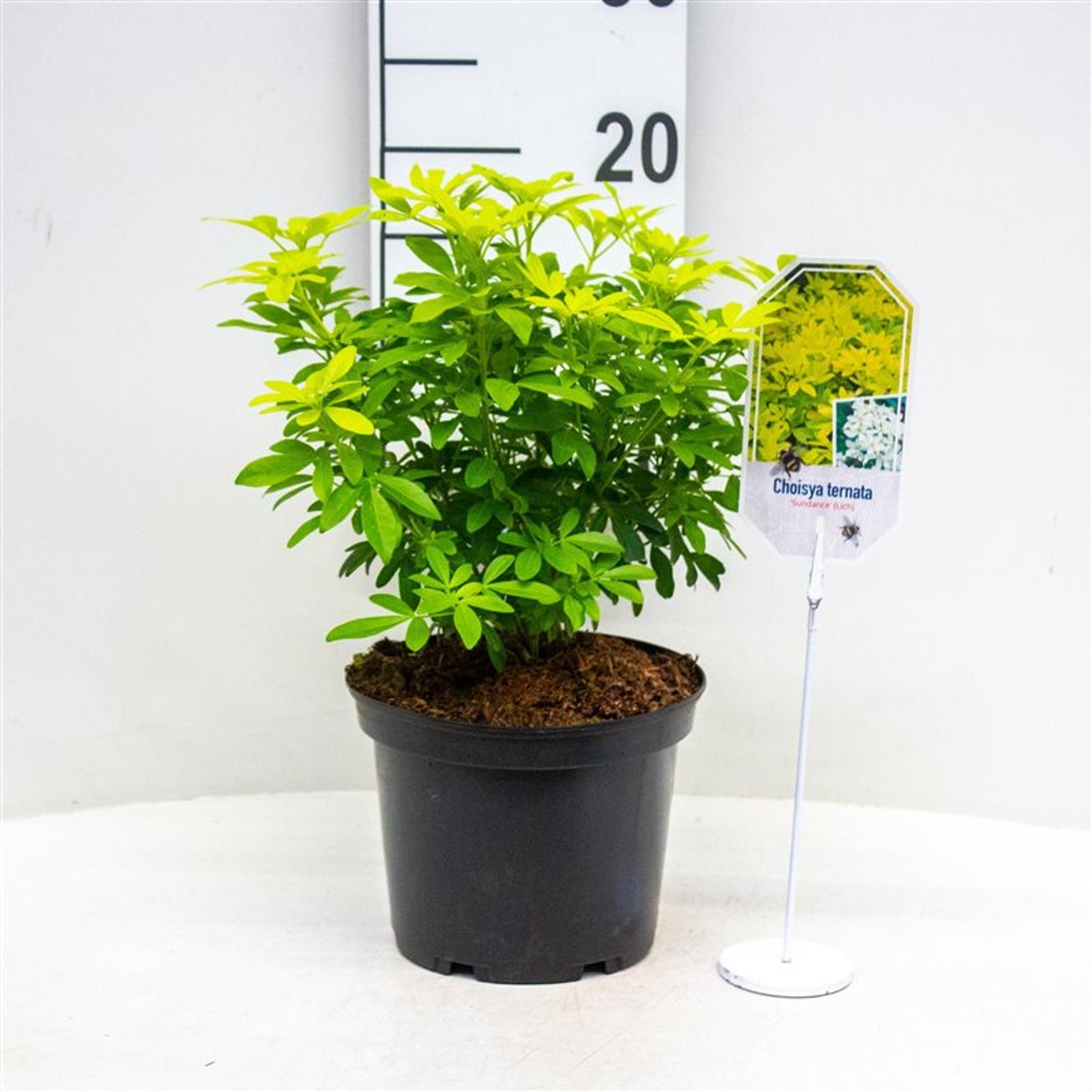 Choisya ternata 'Sundance' - C3 25-30 CM