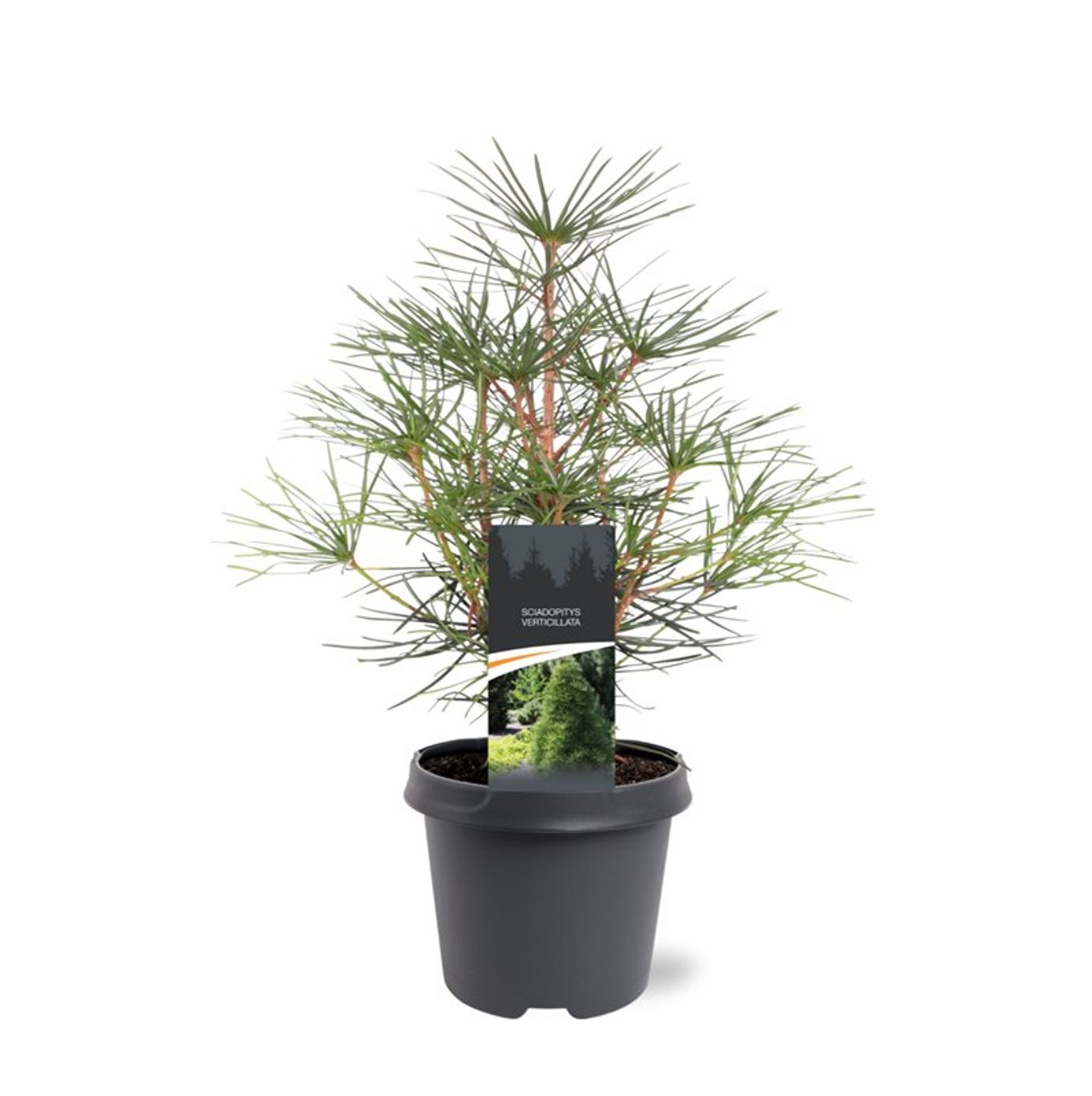 Sciadopitys verticillata - C5 30-40 CM