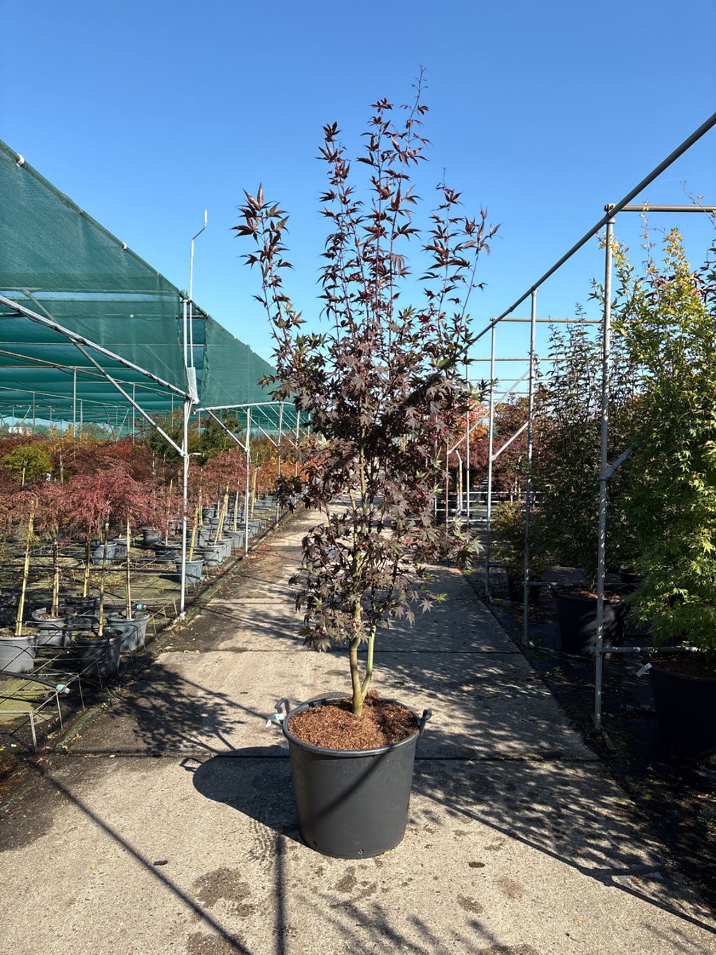 Acer pal. 'Fireglow' - 250-275 CM in Cont.