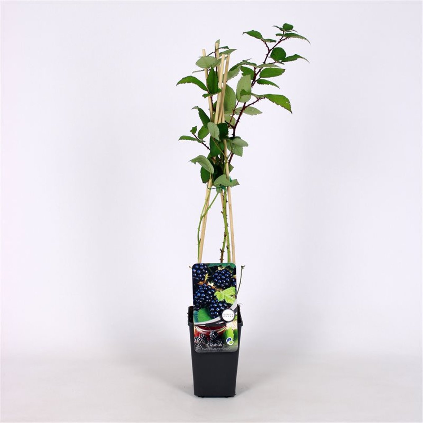 Rubus frut. 'Himalaya' - C2 70/+ CM