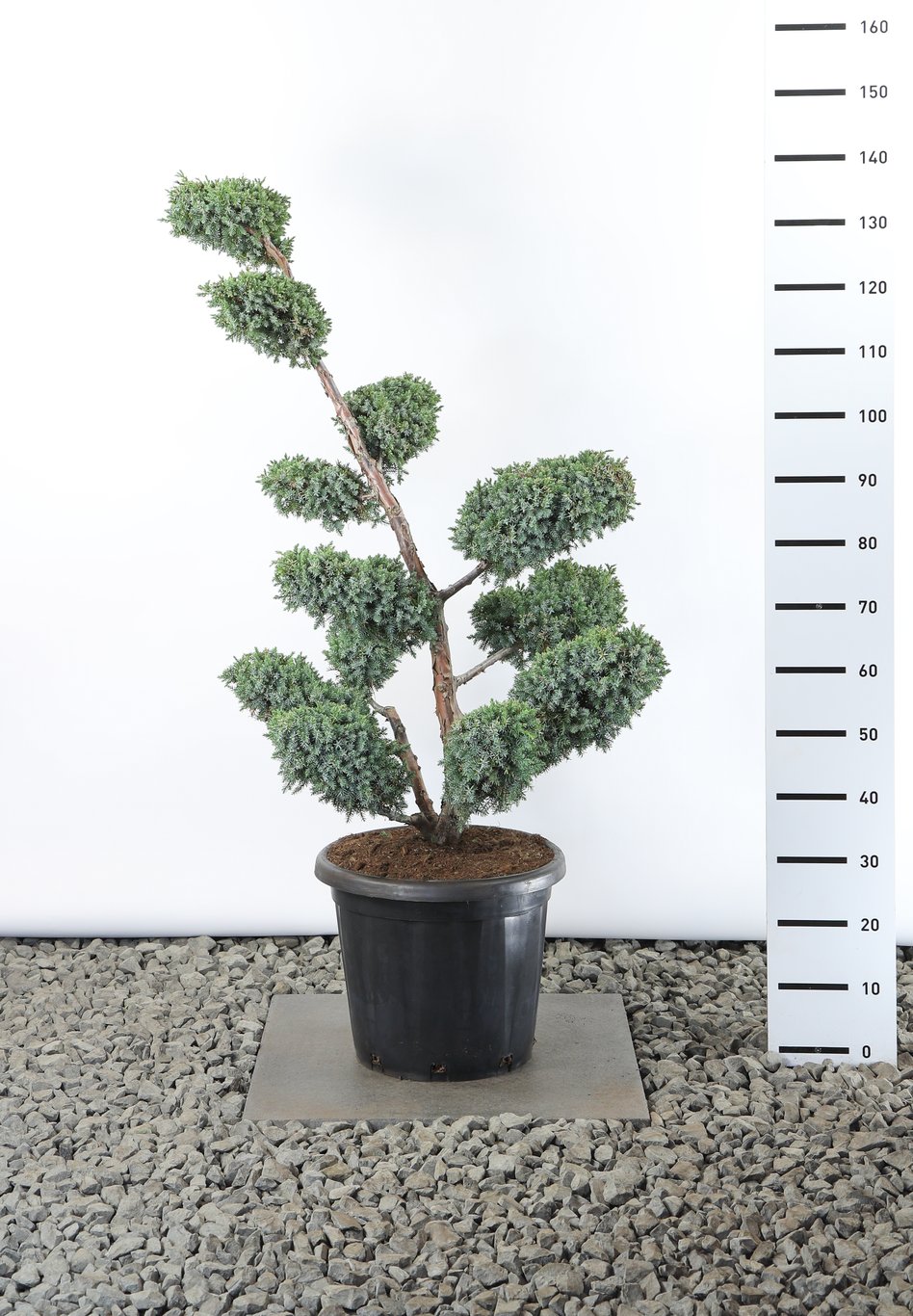 Juniperus chin. 'Blue Alps' - 80-100 CM Multiplateau EXTRA in Cont.