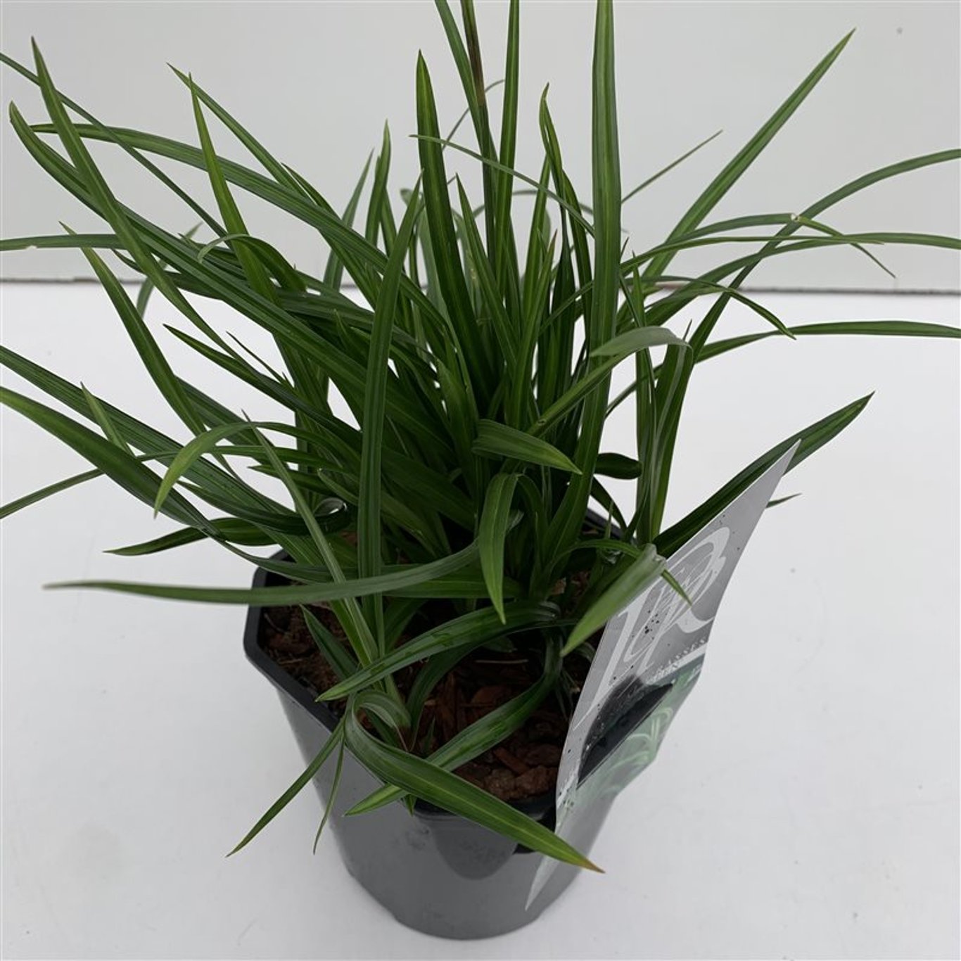 Carex morrowii 'Irish Green' - C2