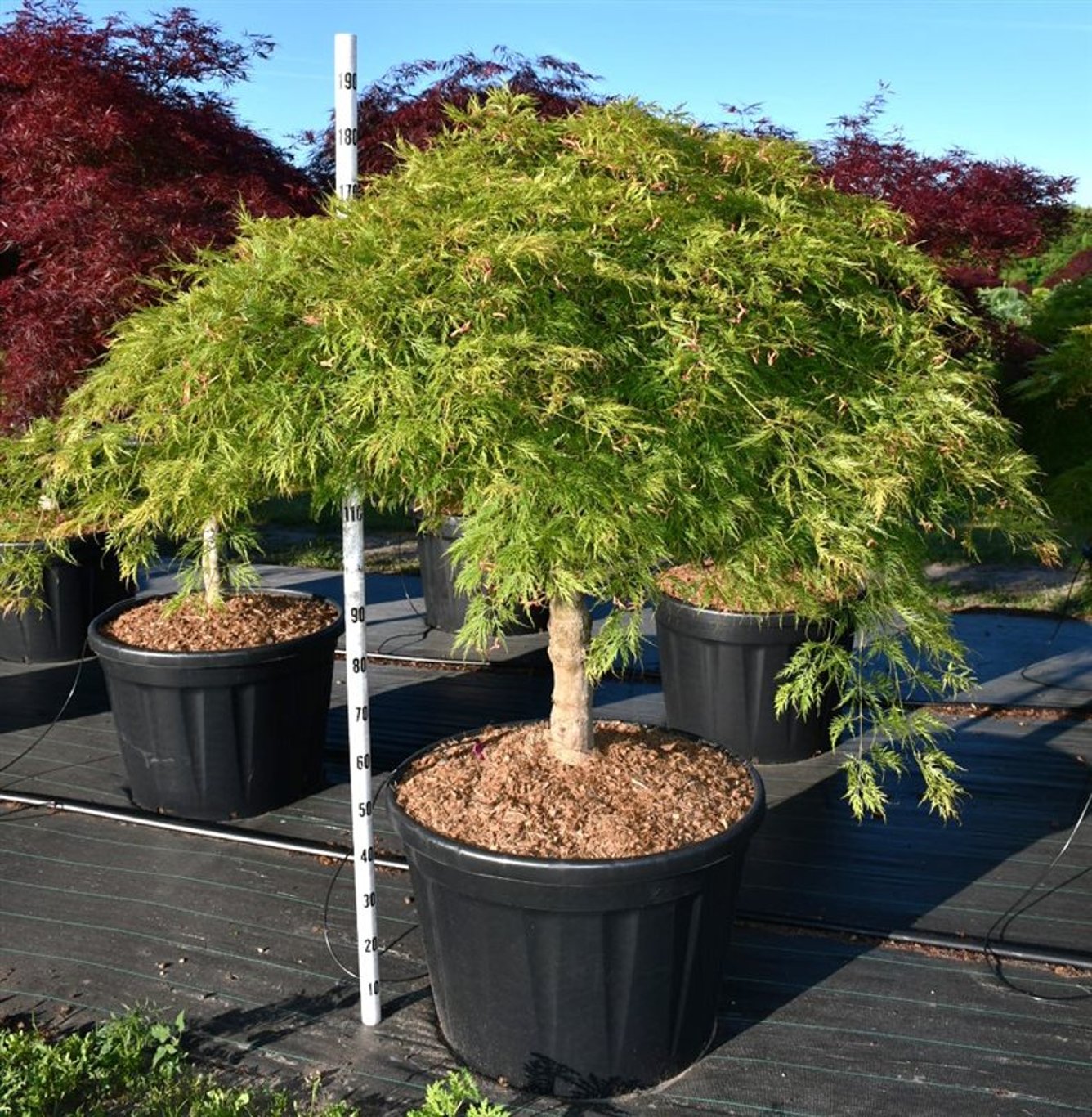 Acer pal. 'Green Lace' - 60 CM Stem Cont.