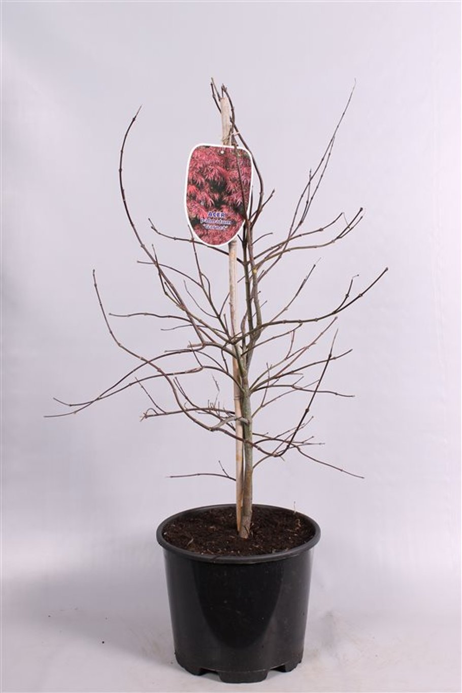 Acer pal. 'Orangeola' - C15