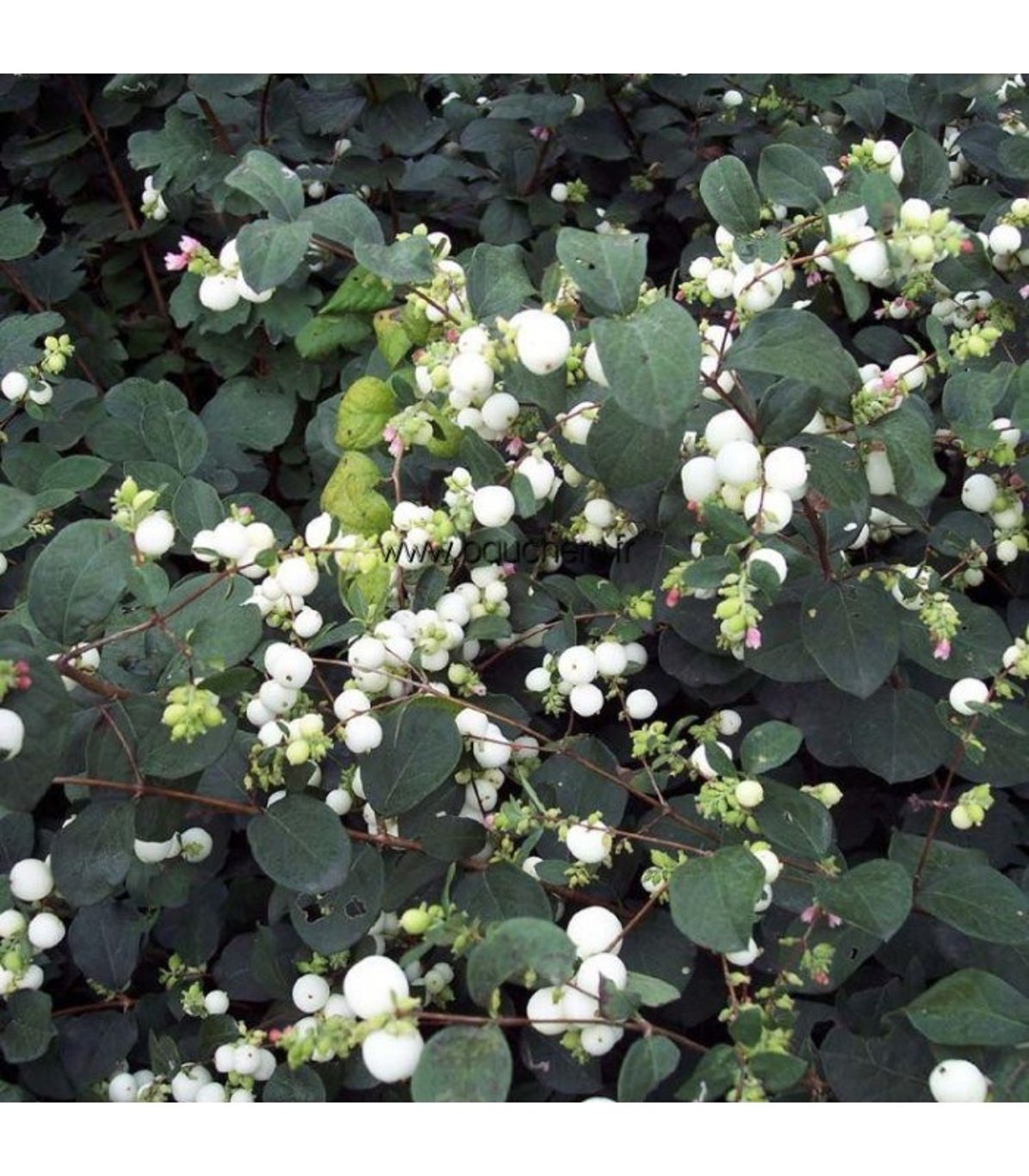 Symphoricarpos d. 'White Hedge' - 60-100 CM bare root 0/2   3-4 branche