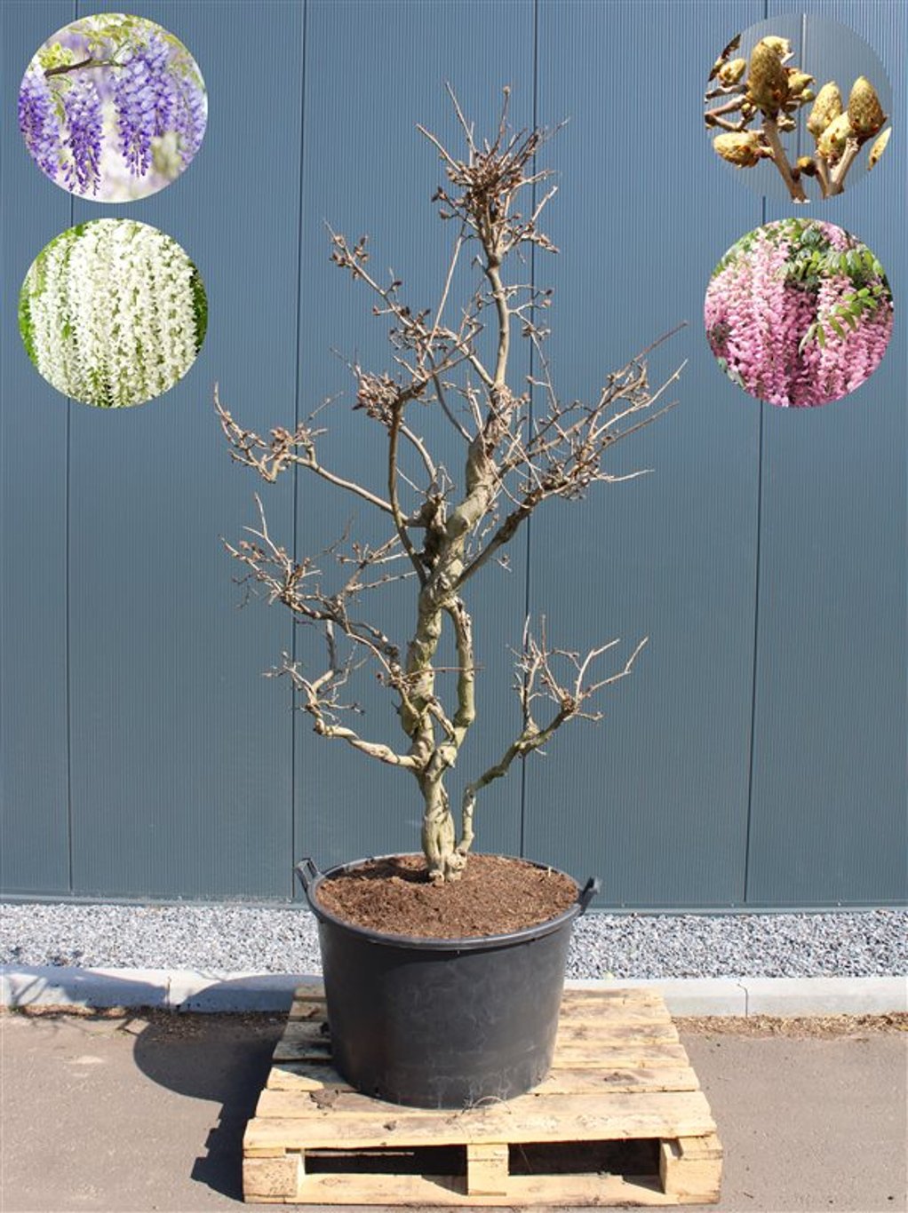 Wisteria flor. 'Rosea' - 200-225 CM in Cont.