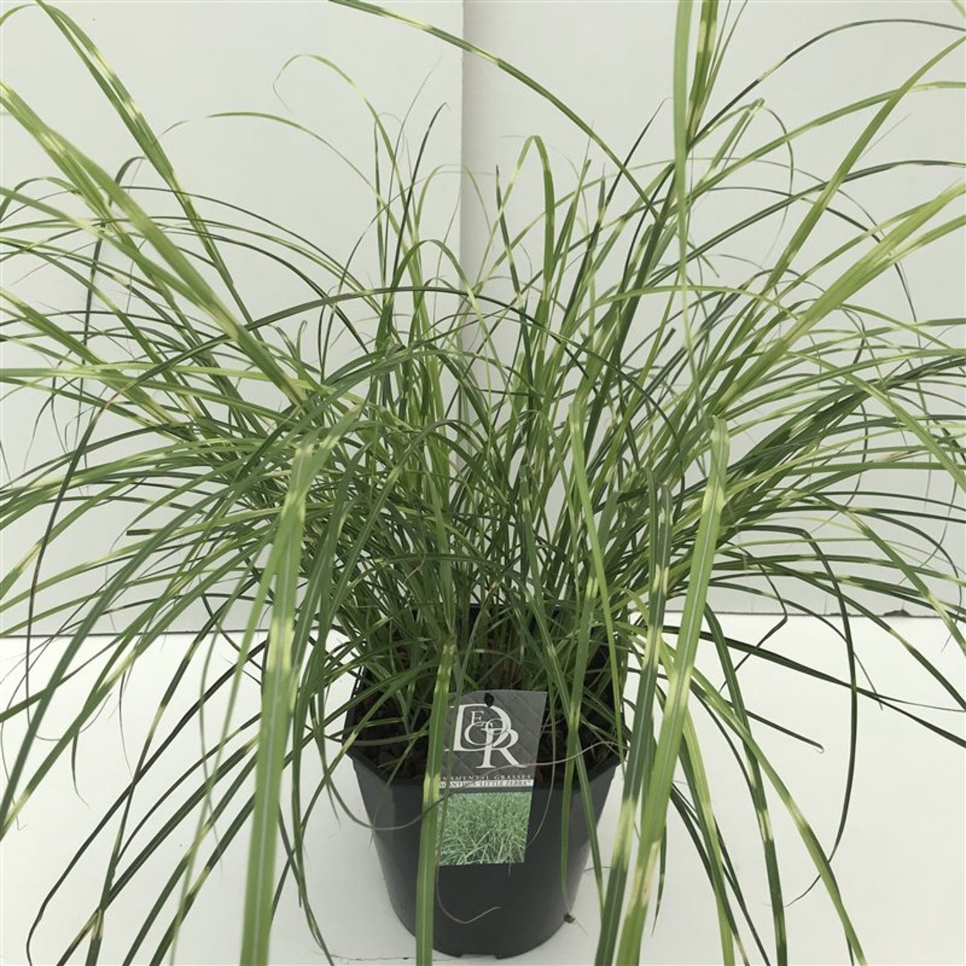Miscanthus sin. 'Little Zebra' - C5