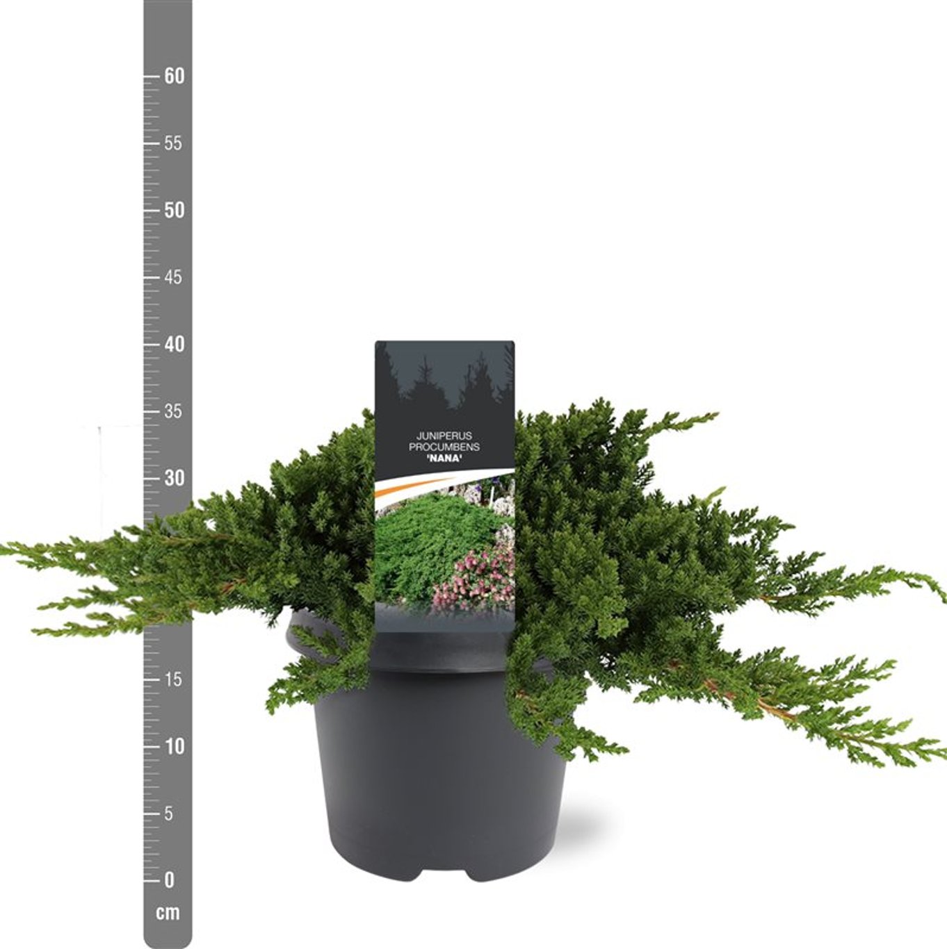 Juniperus procumbens 'Nana' - C5 30-40 CM