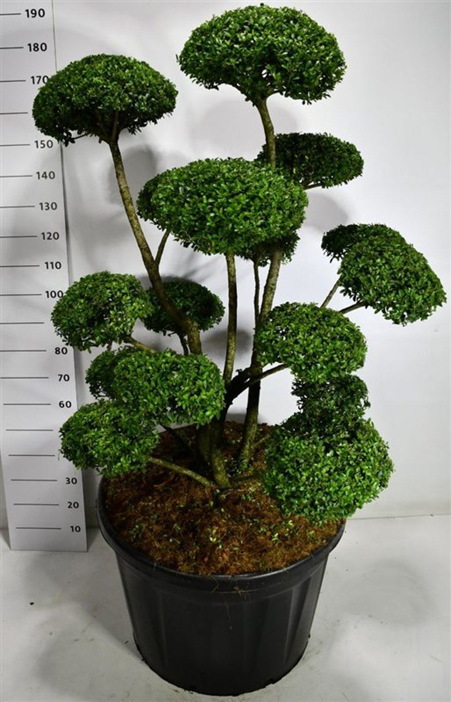 Ilex Impala ® - 125-150 CM Bonsai Cont.