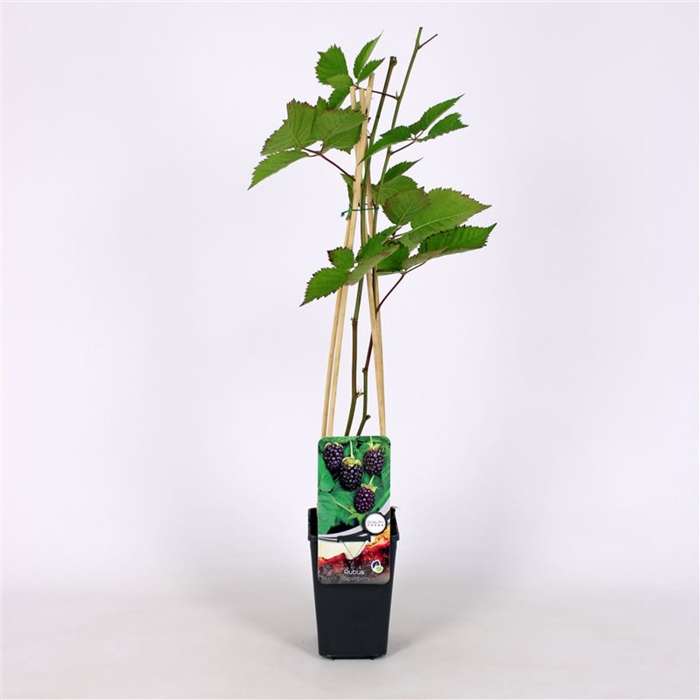Rubus Boysenberry - C2 70/+ CM