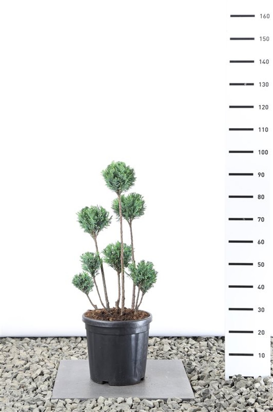 Chamaecyparis l. 'Ellwoodii' - 80-100 CM PonPon Cont.