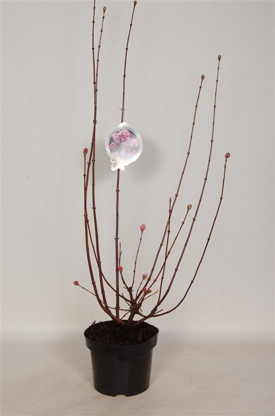 Viburnum bodn. 'Charles Lamont' - C5 60-80 CM