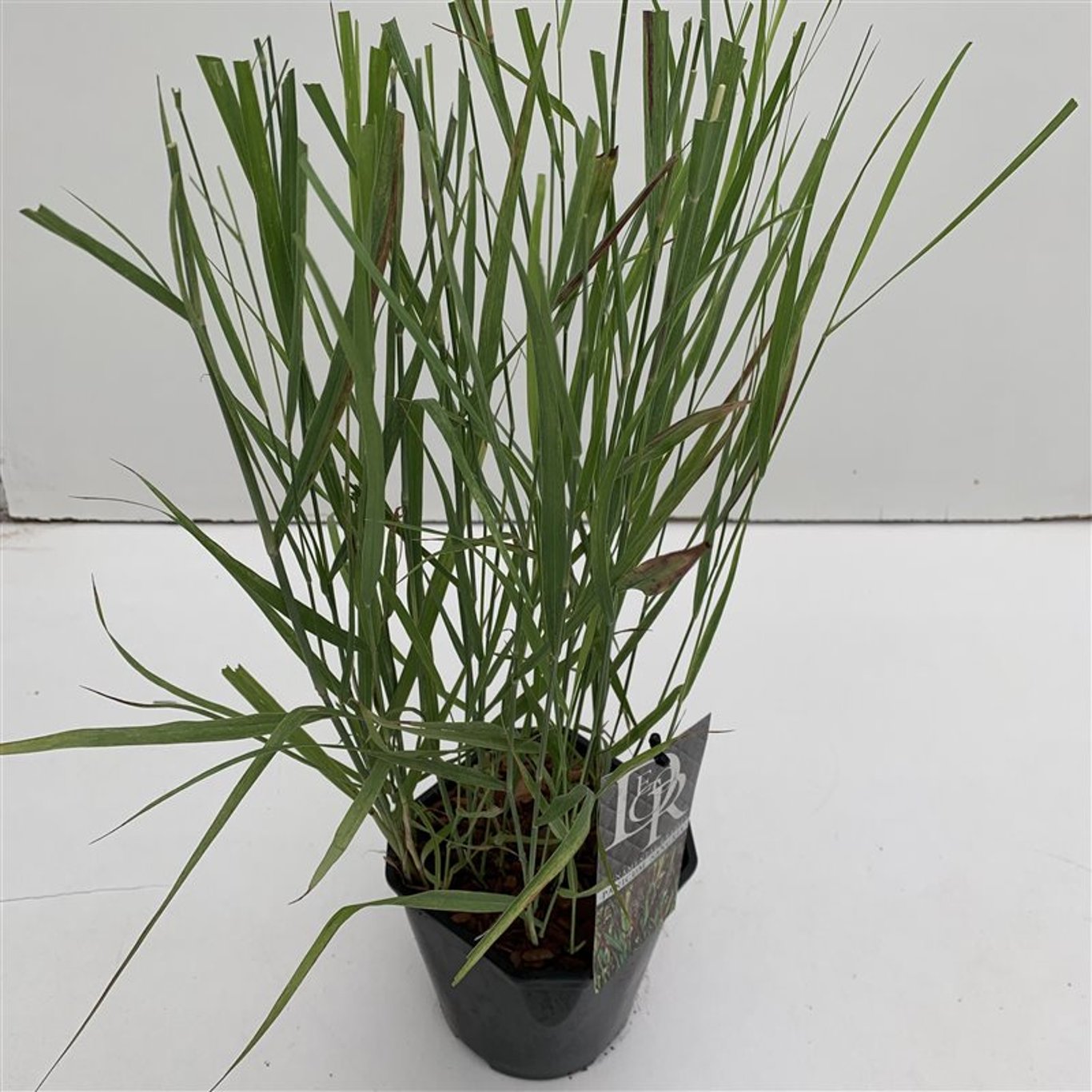 Panicum virgatum 'Sangria' - C2