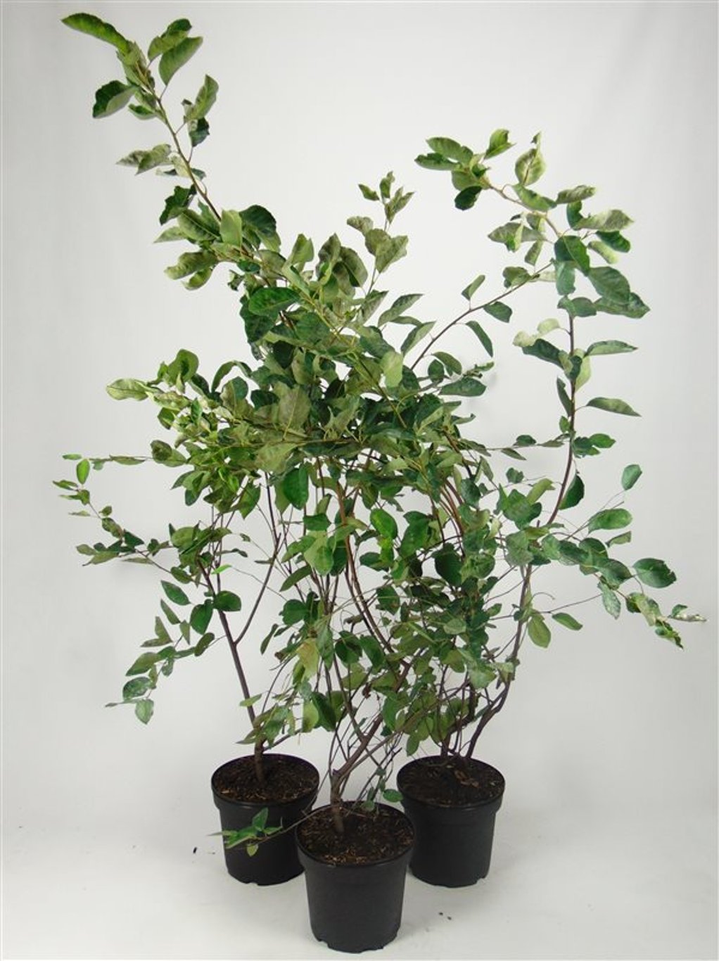 Amelanchier lamarckii - C7,5 100-125 CM