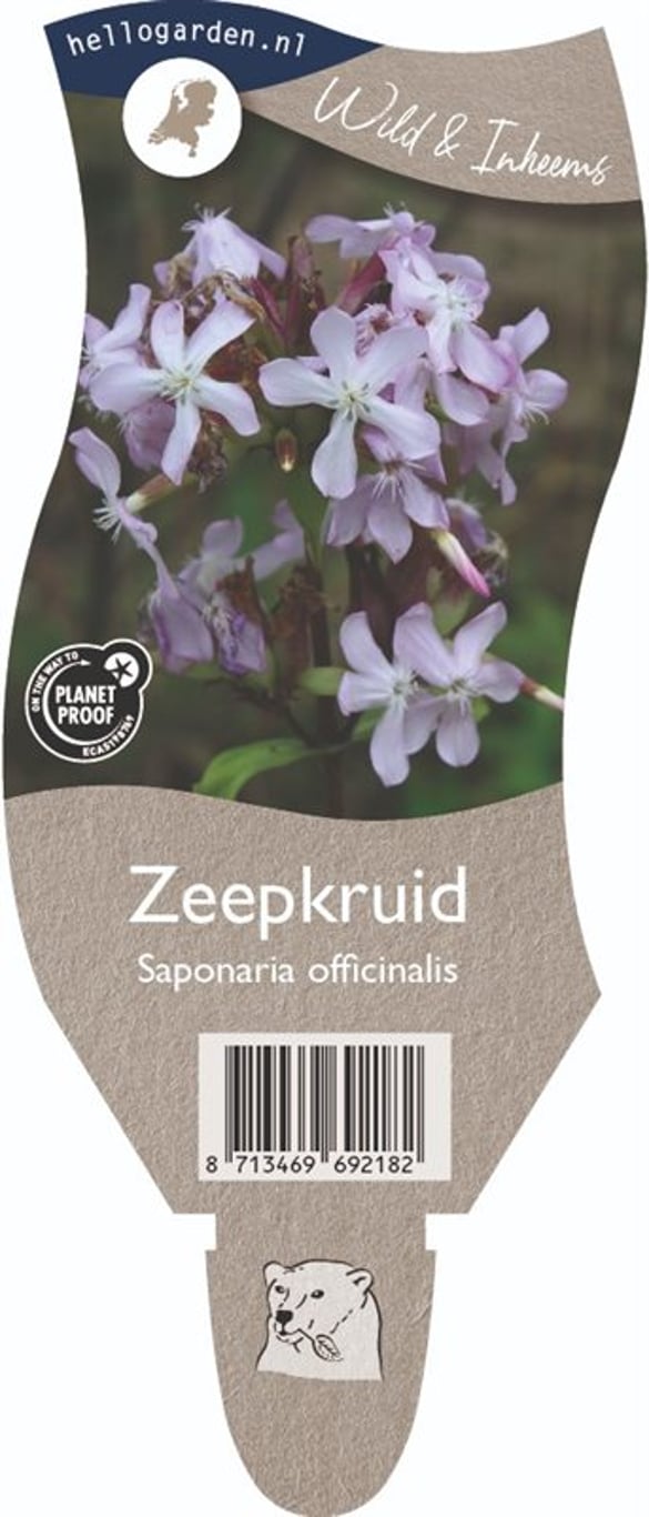 Saponaria officinalis - P11