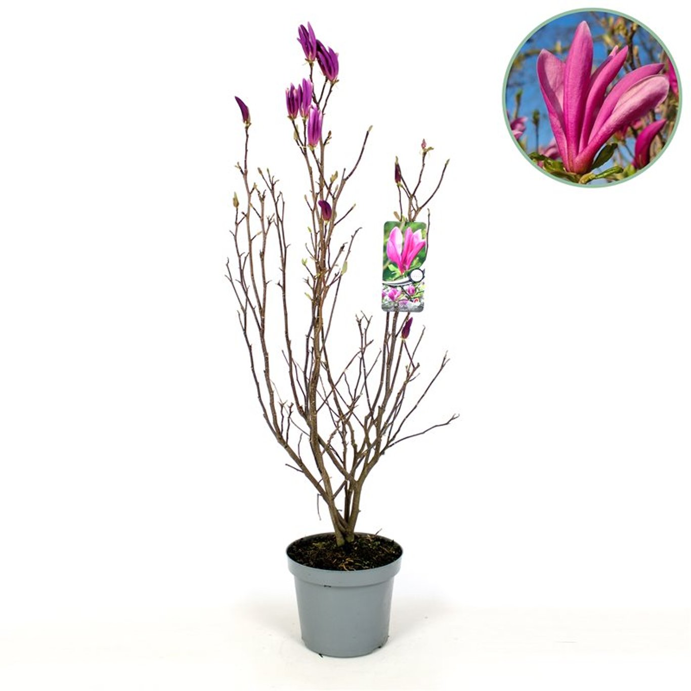 Magnolia 'Susan' - C7,5 100-125 CM