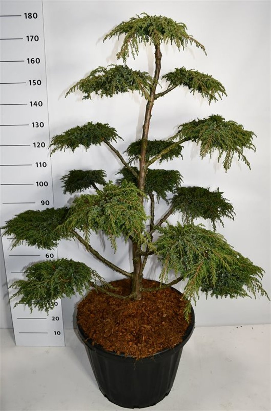 Juniperus comm. 'Green Carpet' - 120-140 CM Bonsai Cont.