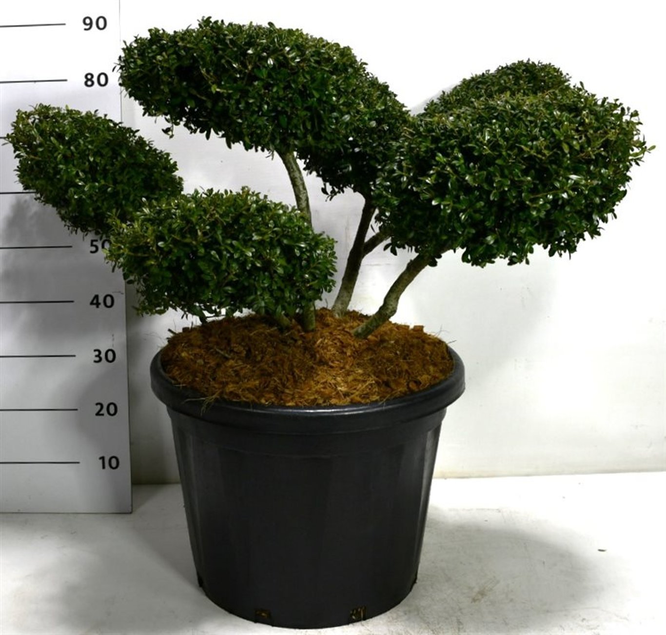 Ilex crenata 'Stokes' - 70-80 CM Bonsai Cont.