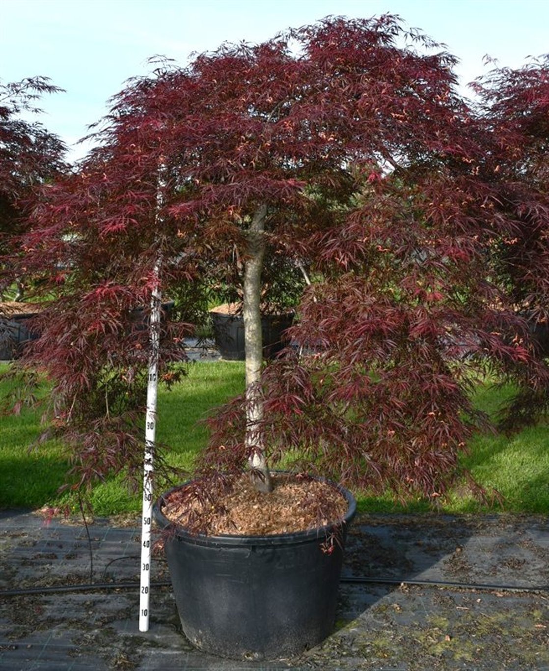 Acer pal. 'Inaba-shidare' - 150 CM Stem Cont.