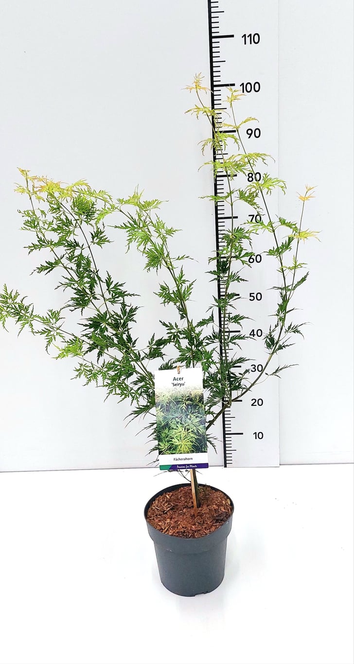 Acer pal. 'Seiryu' - C3 40-60 CM