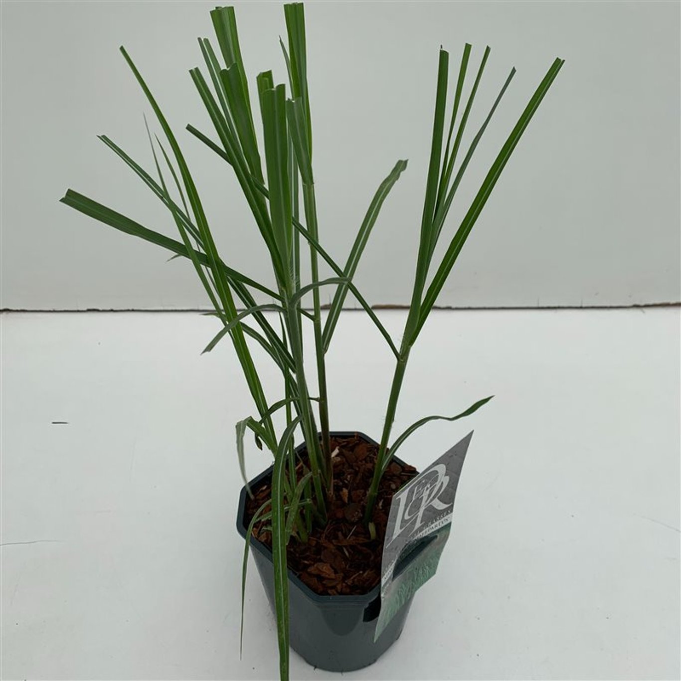 Miscanthus sin. 'Malepartus' - C2