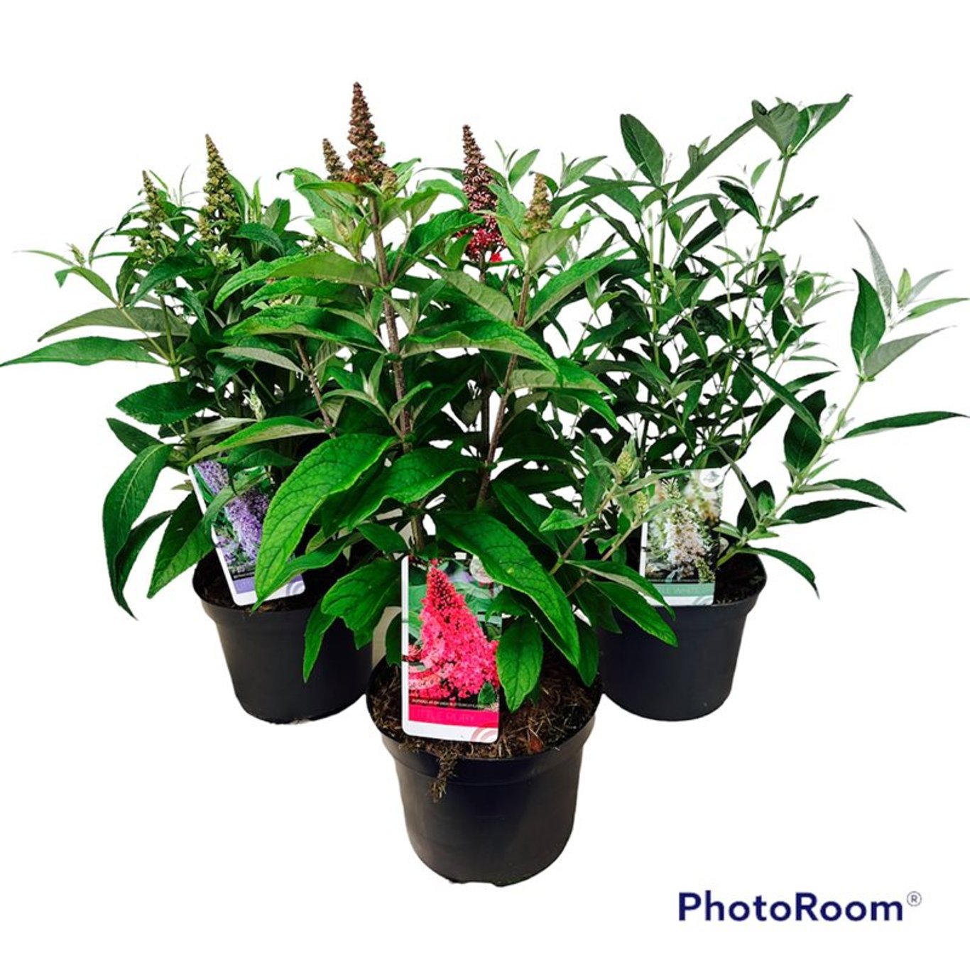 Buddleja d. 'Butterfly Candy Gemengd' - C5 30-40 CM