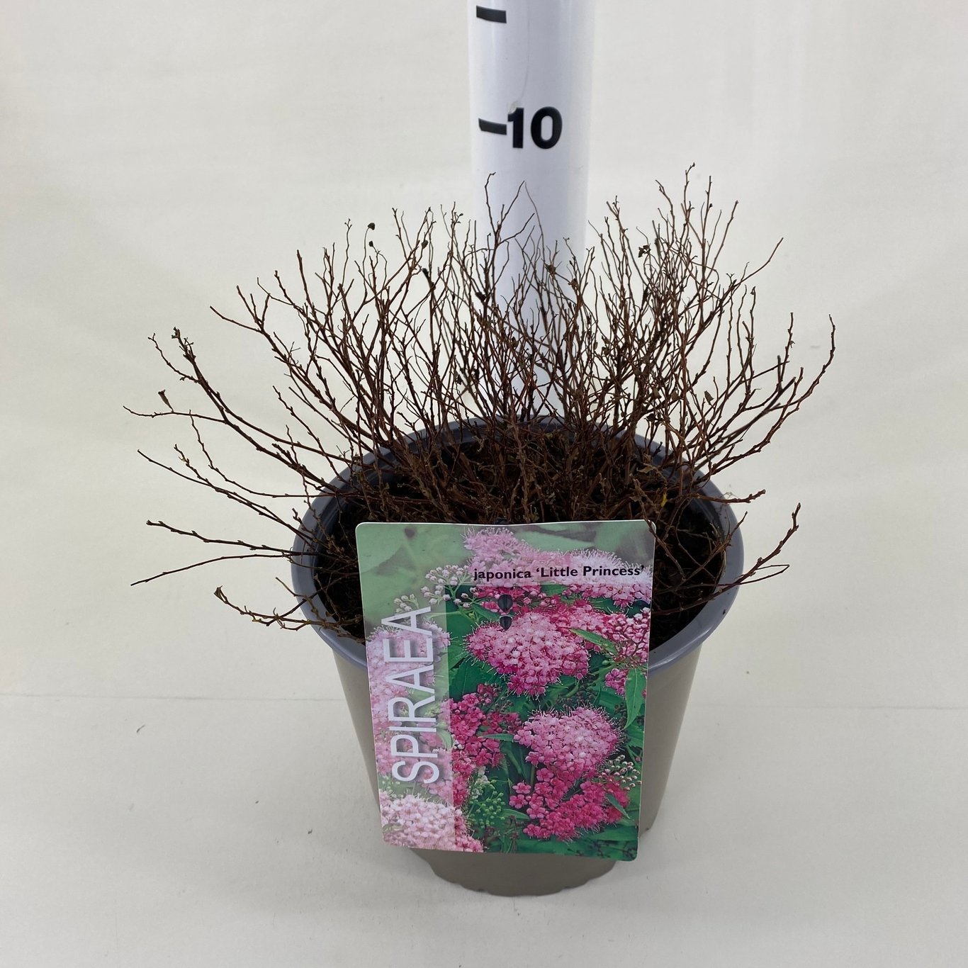 Spiraea jap. 'Little Princess' - C3 20-30 CM