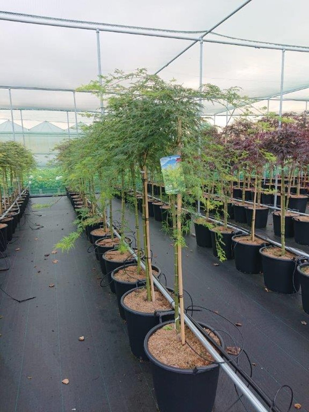 Acer pal. 'Emerald Lace' - 90 CM Stem C30