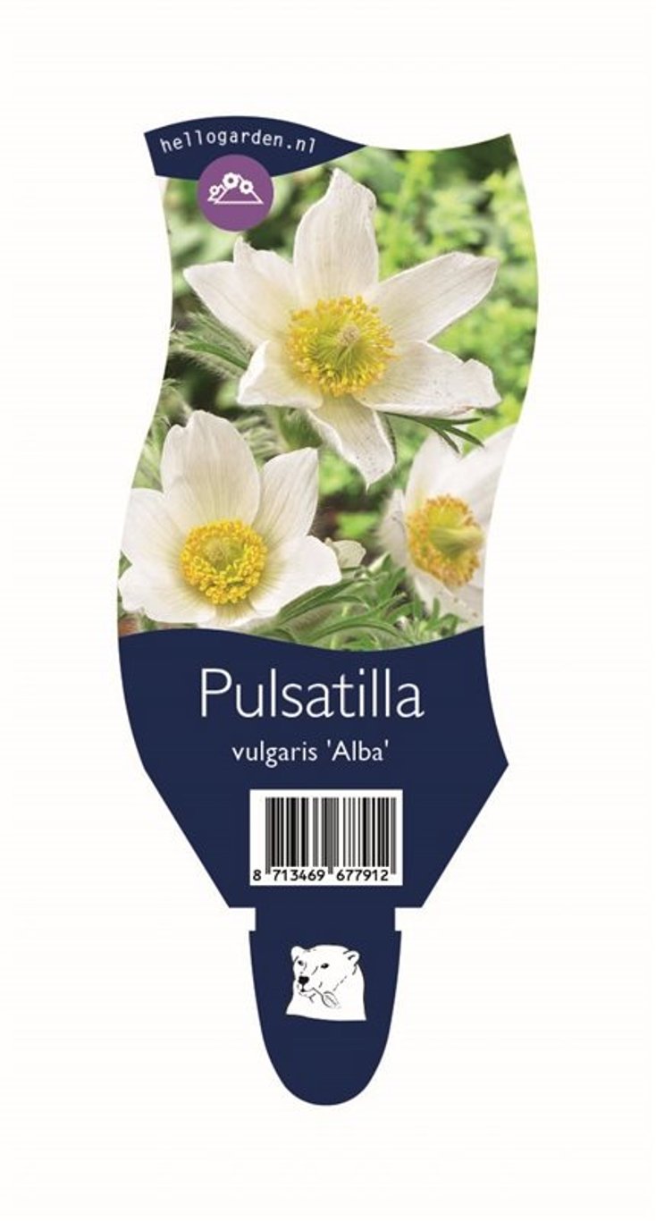 Pulsatilla v. 'Alba' - P11