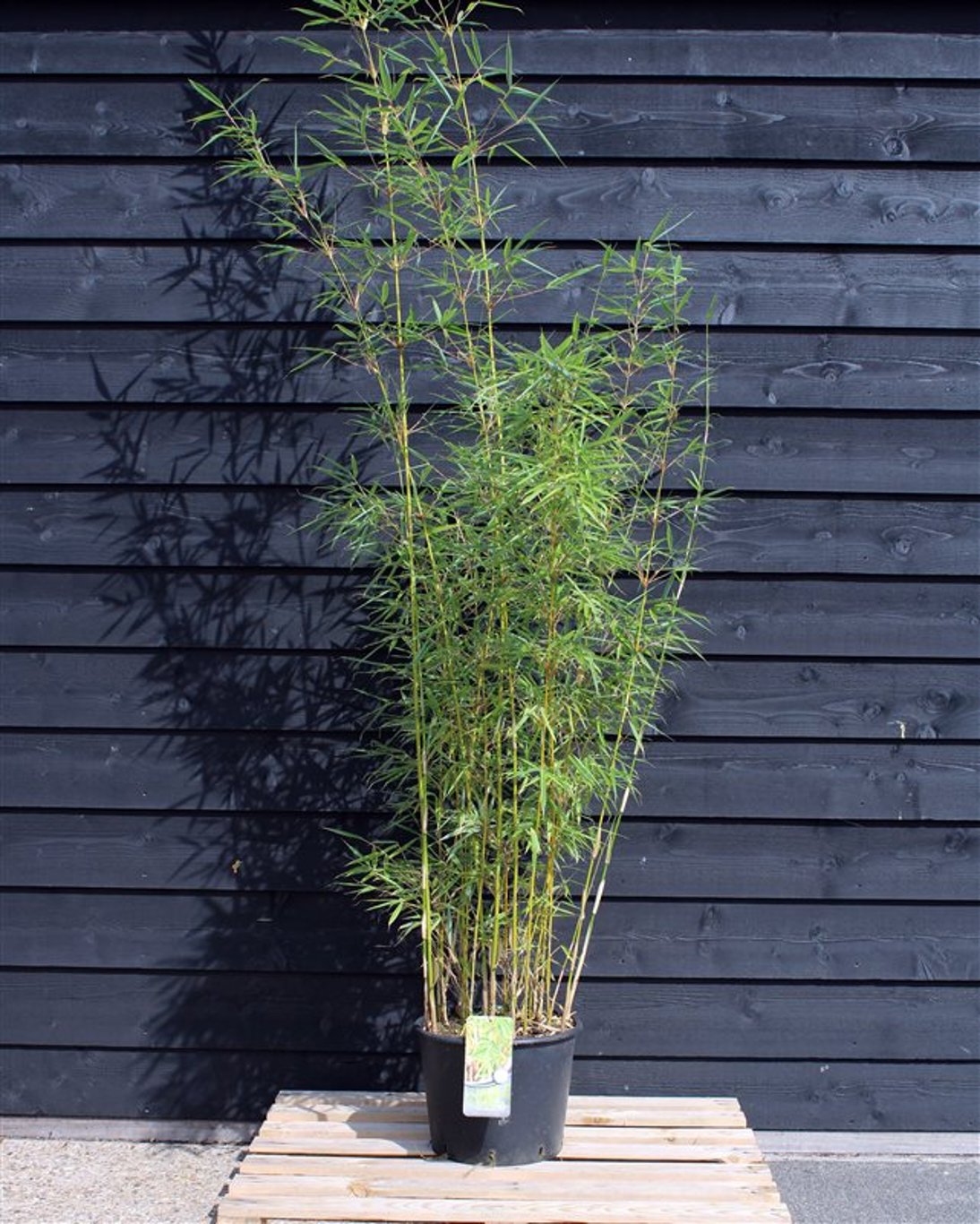 Fargesia robusta 'Campbell' - C20 200-220 CM