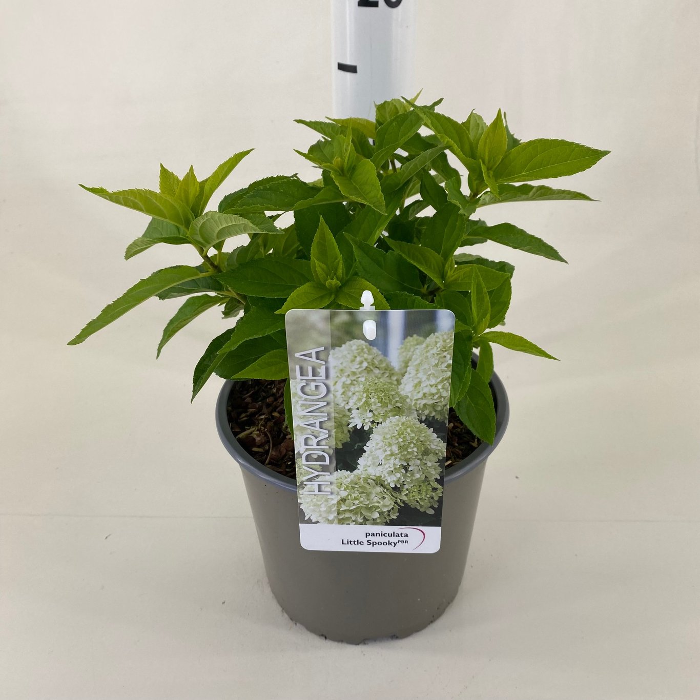 Hydrangea pan. 'Little Spooky'  - C3 20-30 CM