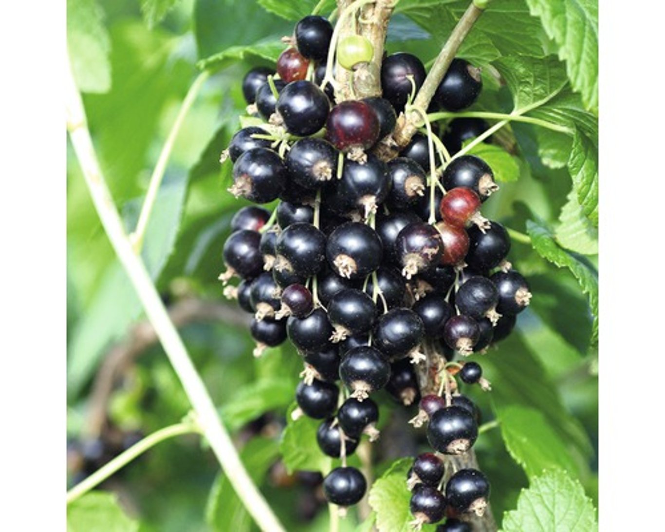 Ribes nigr. 'Titania' - 80-100 CM RB