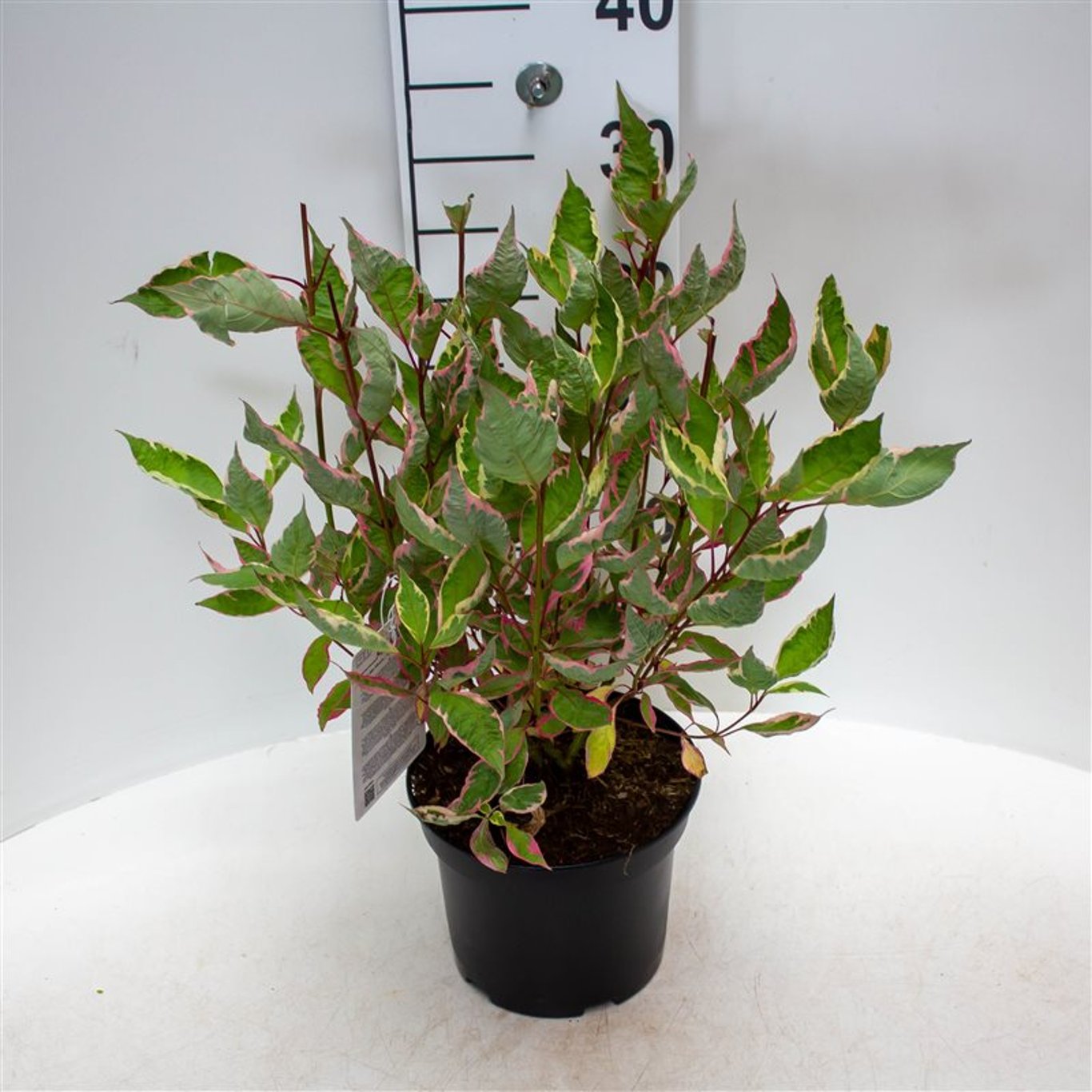 Cornus alba 'Miracle' - C3 40-60 CM