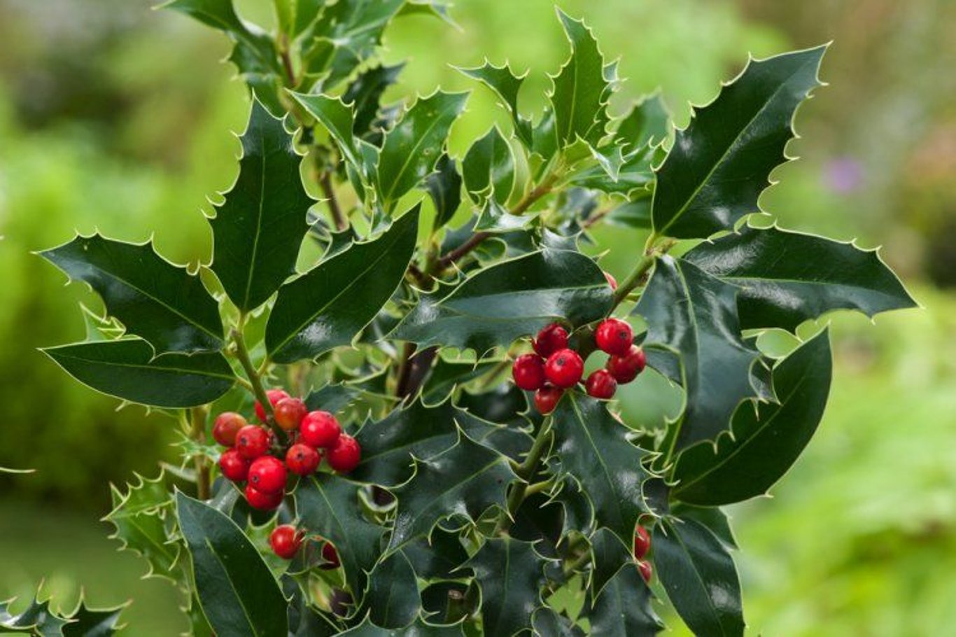 Ilex aquifolium - C2 60-80 CM