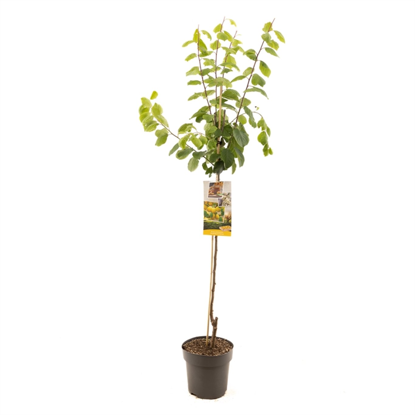 Prunus d. 'Mirabelle de Nancy' - C7.5 Halfstem