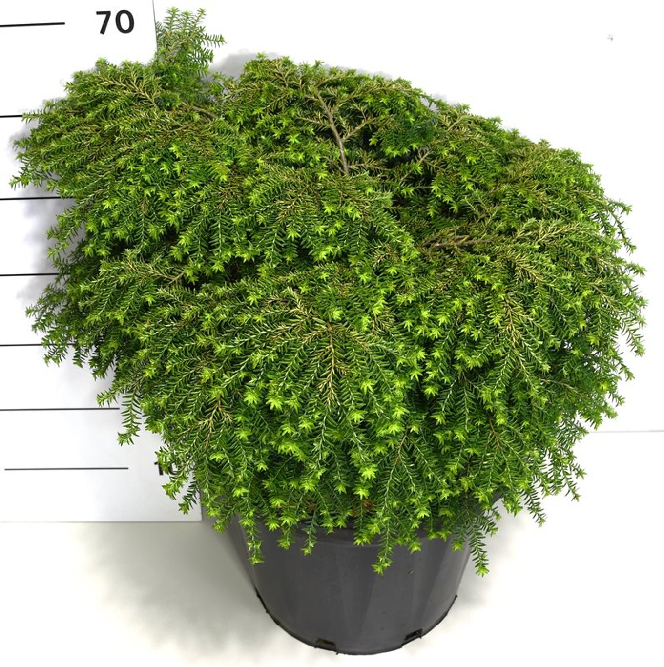 Tsuga can. 'Green Globe' - C25 50-60 CM