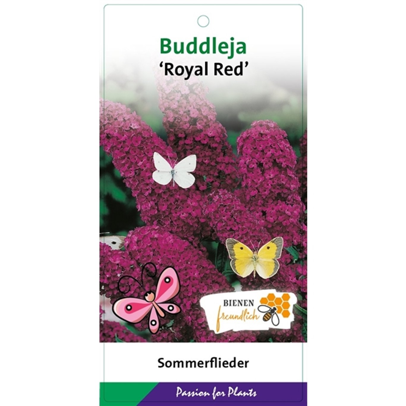Buddleja d. 'Royal Red' - C3