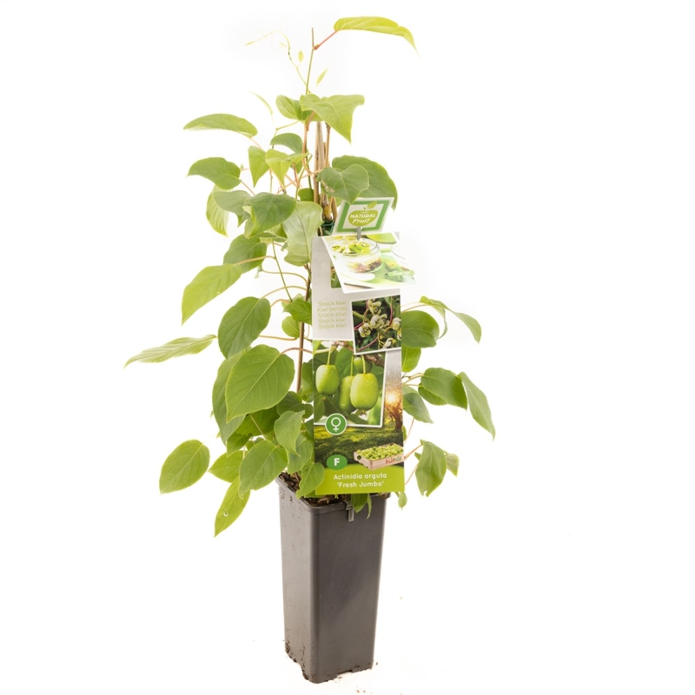 Actinidia a. 'Fresh Jumbo' - C2 50-60 CM