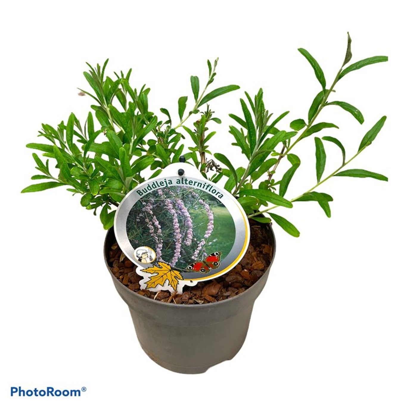 Buddleja alternifolia - C3