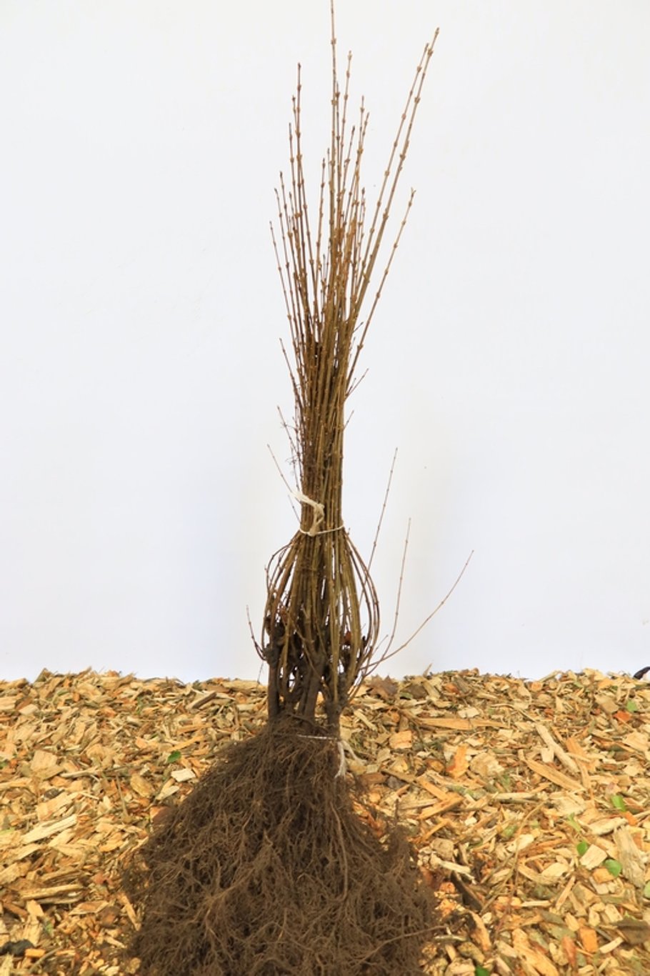 Ligustrum vulgare - 100-120 CM bare root 0/2  4-5 branche