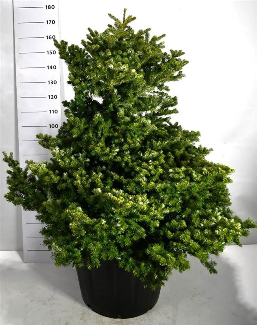 Abies k. 'Molli' - C130 80-100 CM