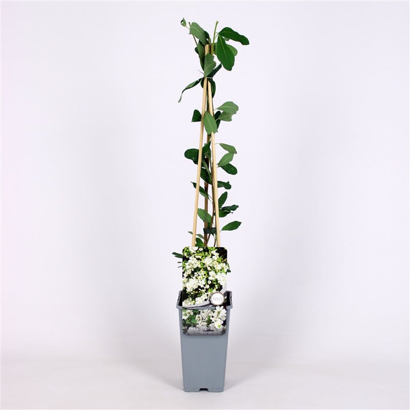 Exochorda 'The Bride' - C2 70/+ CM