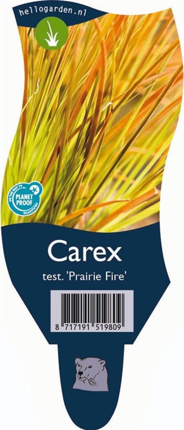 Carex testacea 'Prairie Fire' - P11