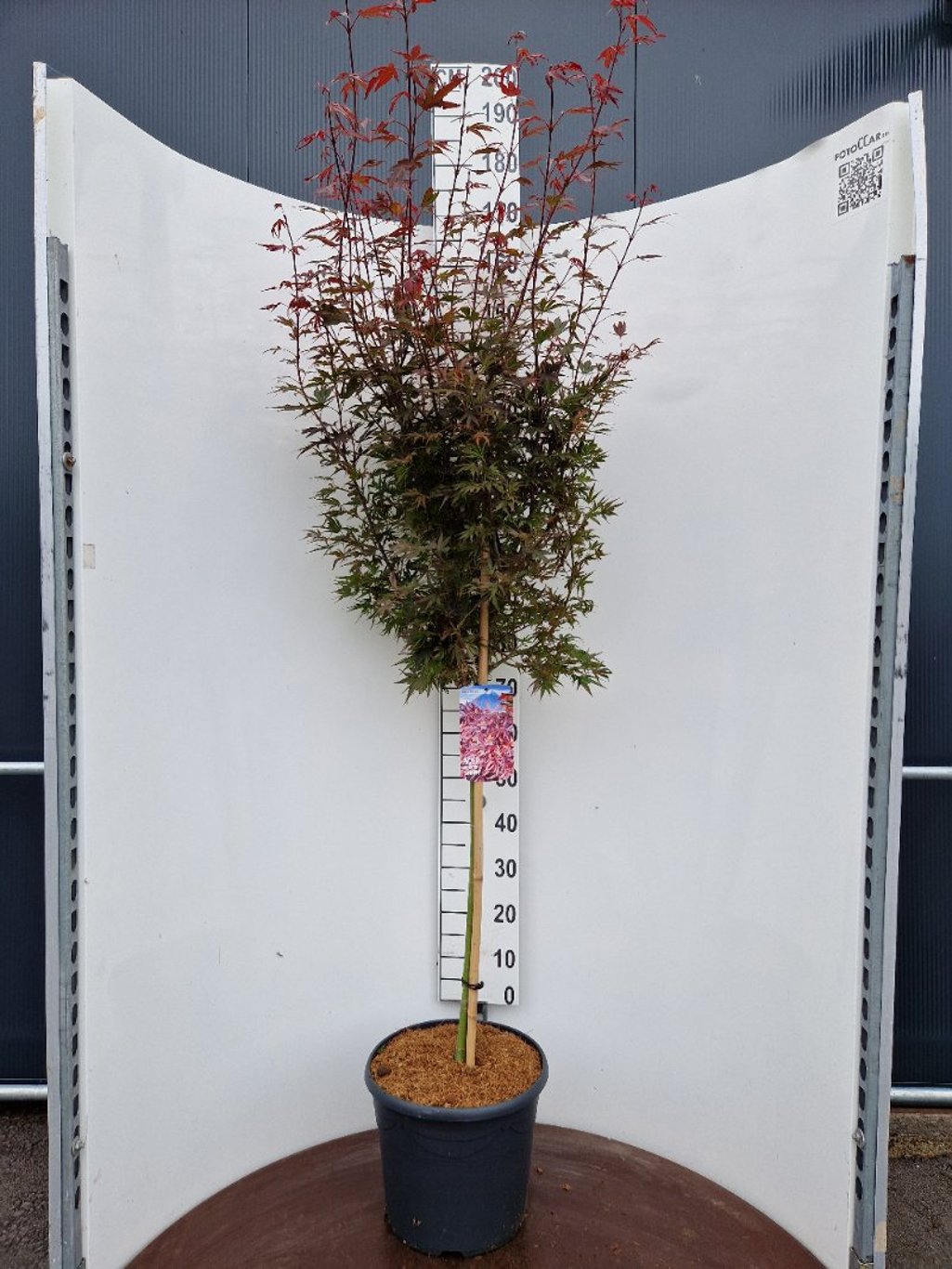 Acer pal. 'Shaina' - 90 CM Stem C20