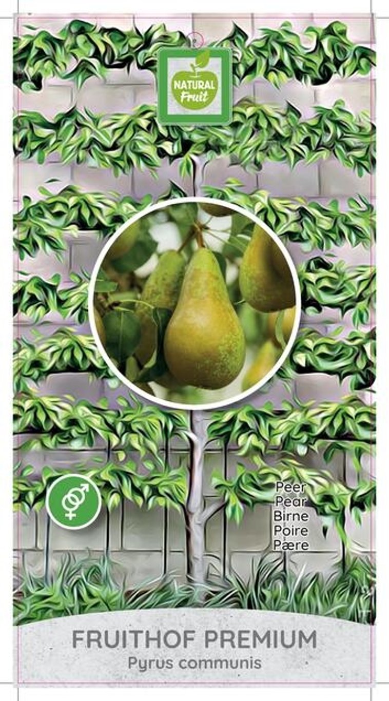 Pyrus comm. Oude Boom 4-arm - C35
